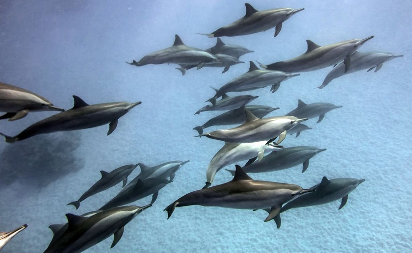 дельфин снимок